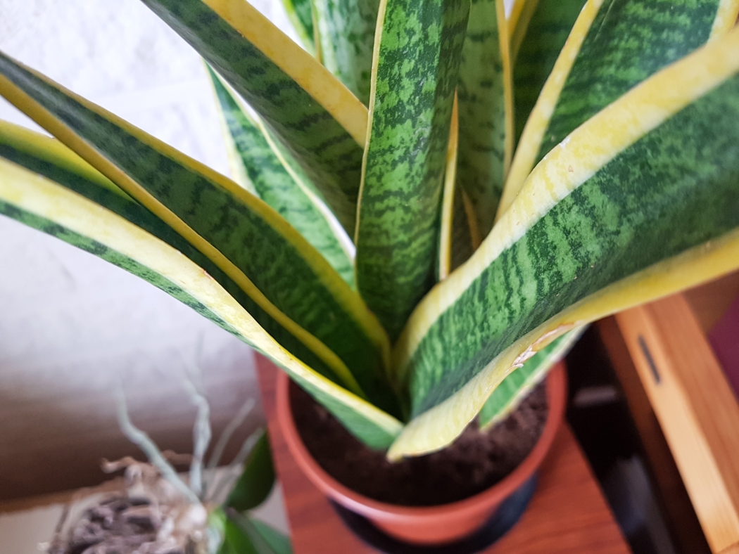 Grønn plante med gule kanter på bladene