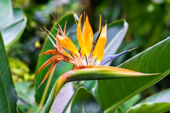 Paradisfuglblomst også kalt Strelitzia reginae eller Strelitzia nicolai