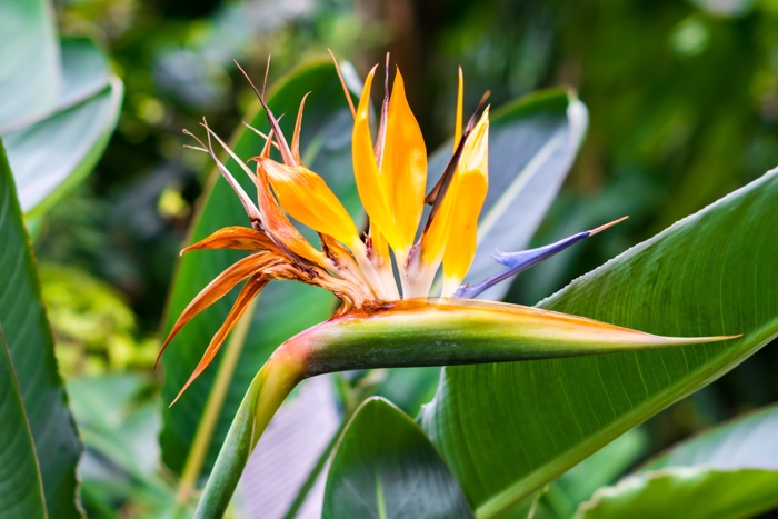 Paradisfuglblomst også kalt Strelitzia reginae eller Strelitzia nicolai