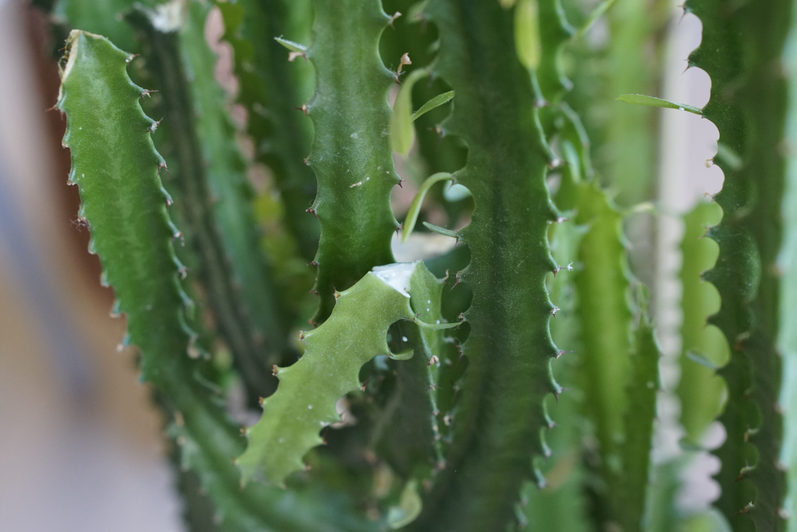 Kaktuslignende plante med grønne loddrette stammer med små blader og pigger