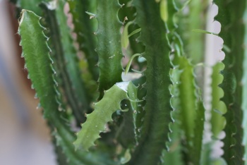 Kaktuslignende plante med grønne loddrette stammer med små blader og pigger