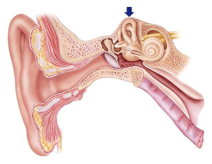 Illustrasjon av det indre øret