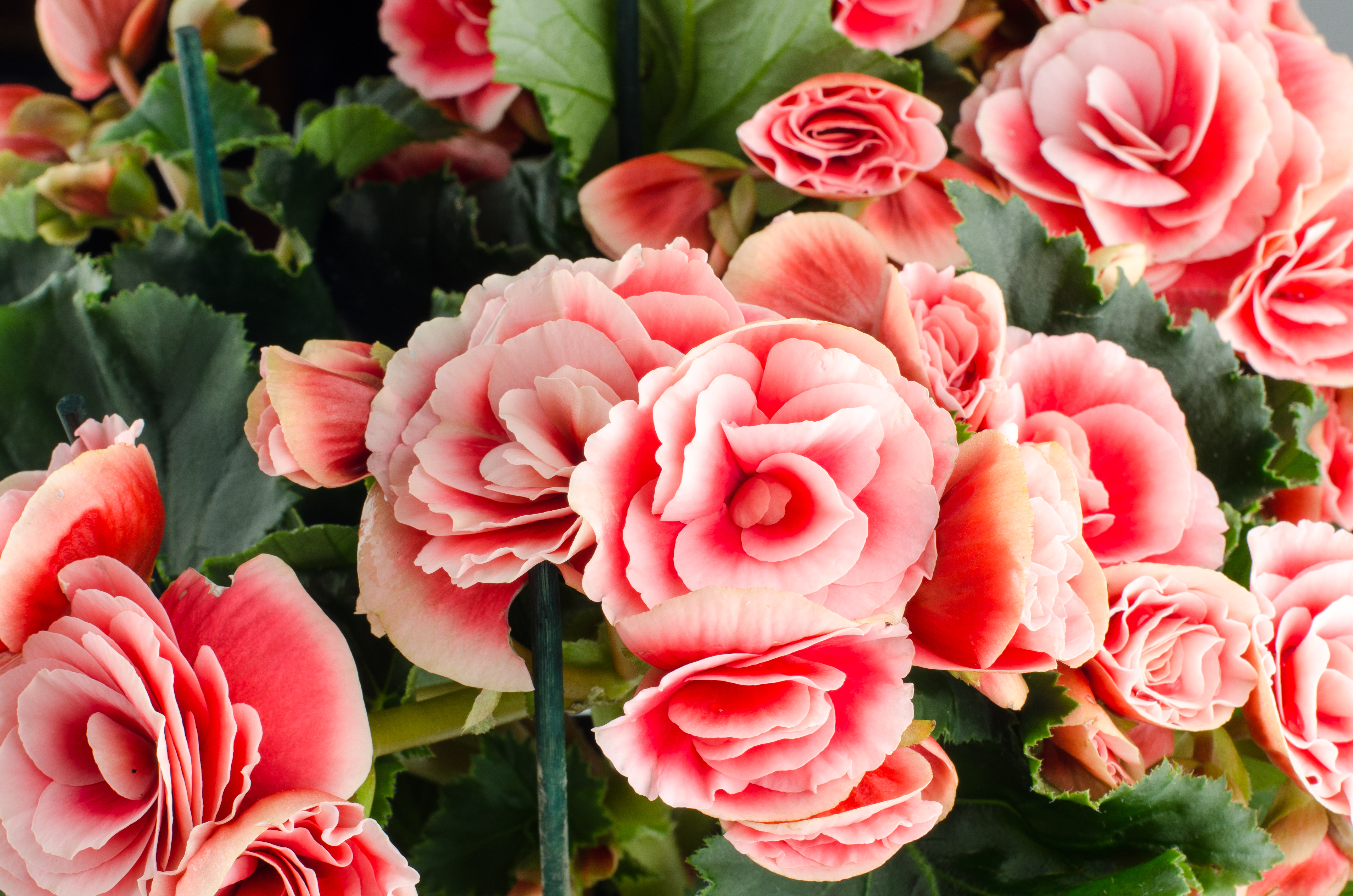 Grønne blader og en rosa roseformet blomst.