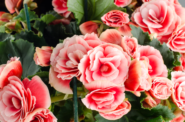 Grønne blader og en rosa roseformet blomst.