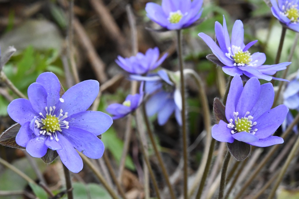 Små blå blomster 