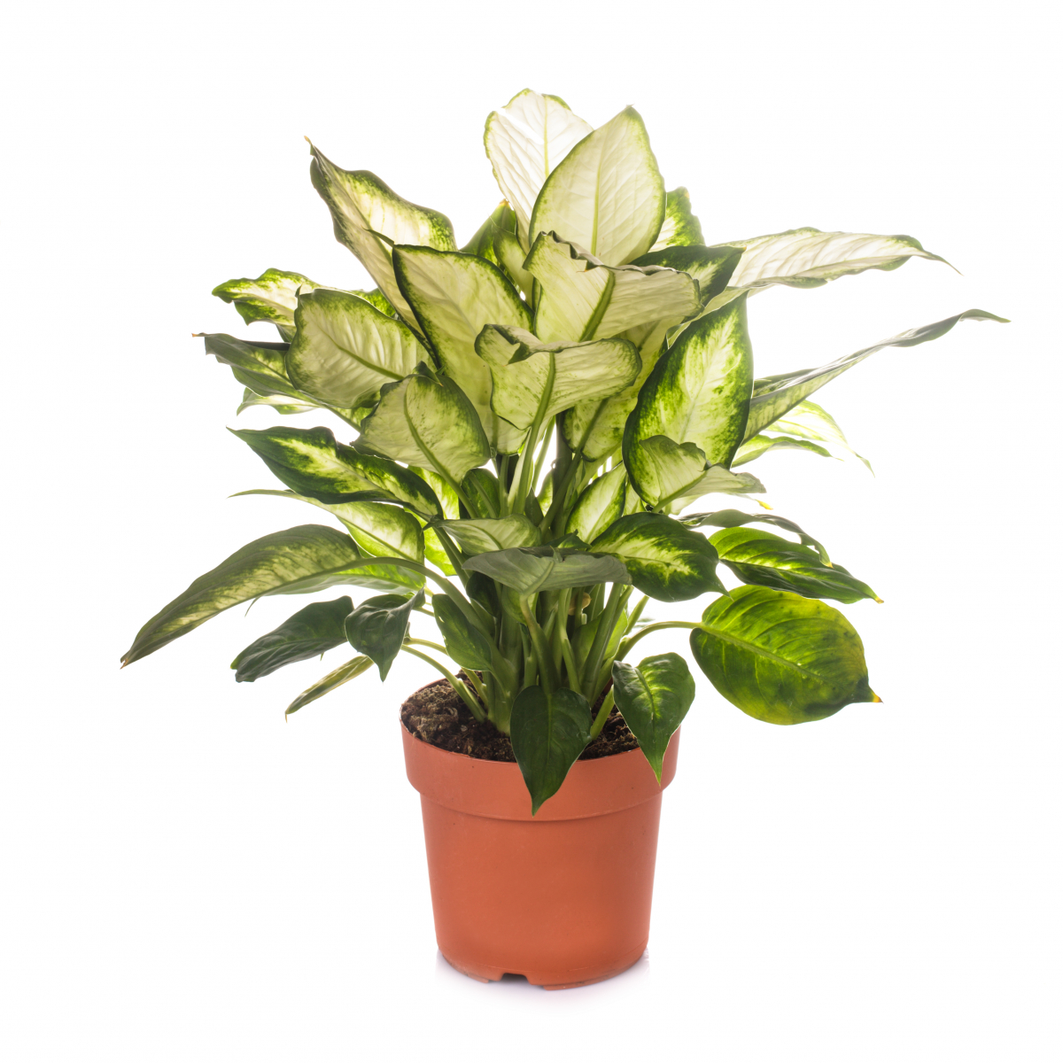 Plantene har grønne blad med prikker eller tegninger i hvitt, lysegult eller lysegrønt.