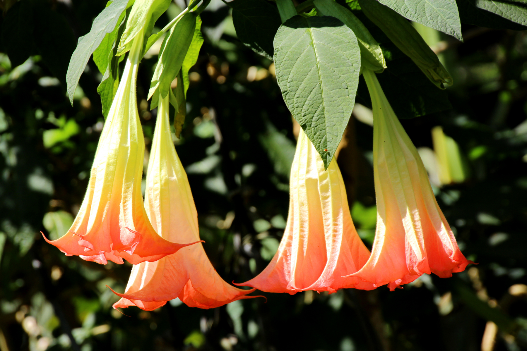 Blomstene er trompet- eller rørformet, nedover-hengende og finnes i flere fargenyanser, her vises gul og oransje farge