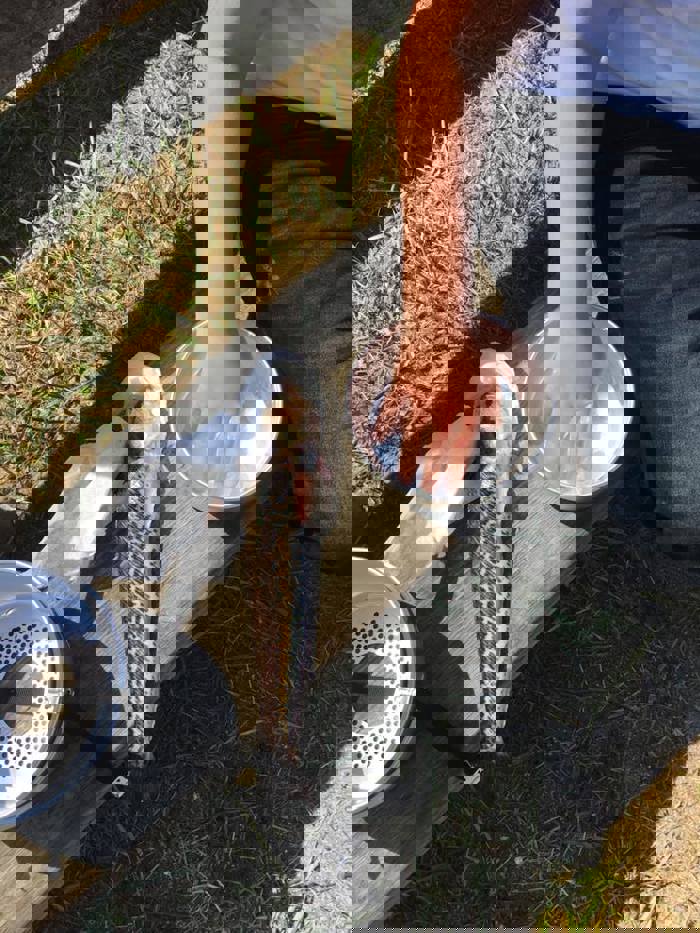 Person med hånd i vann. Fisk med brune flekker og striper og hvit mage