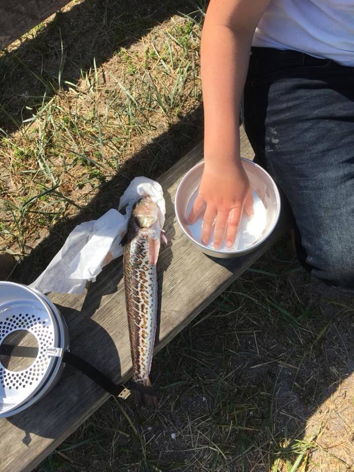 Person med hånd i vann. Fisk med brune flekker og striper og hvit mage