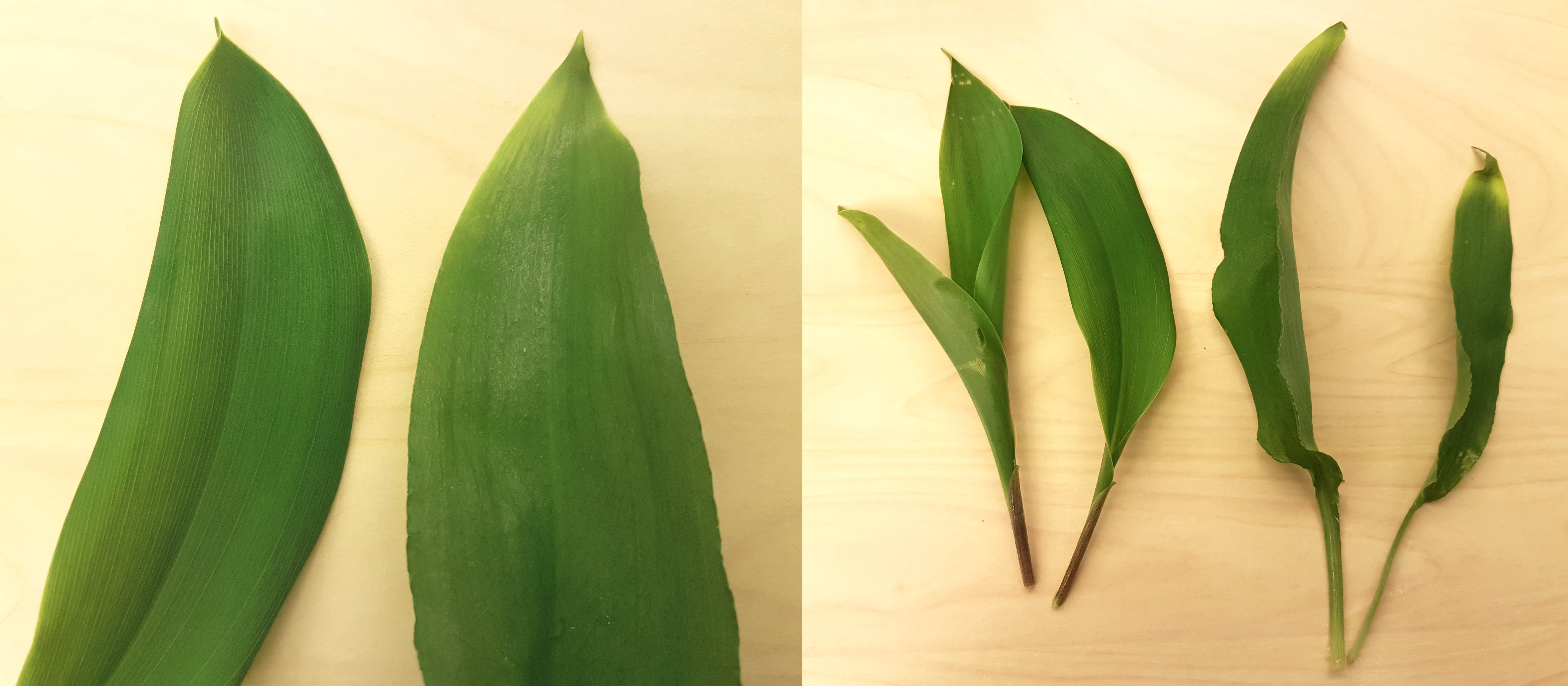 Det er en liten forskjell i strukturen på bladverket (venstre bilde), hvor liljekonvall (t.v.) har litt tettere nerver enn nervene på ramsløk (t.h.). Høyre bilde illustrerer fargeforskjellene på stilken hos liljekonvall (t.v.)  og ramsløk (t.h.). Liljekonvall er brun i stilken, mens ramsløk er grønn i stilken.