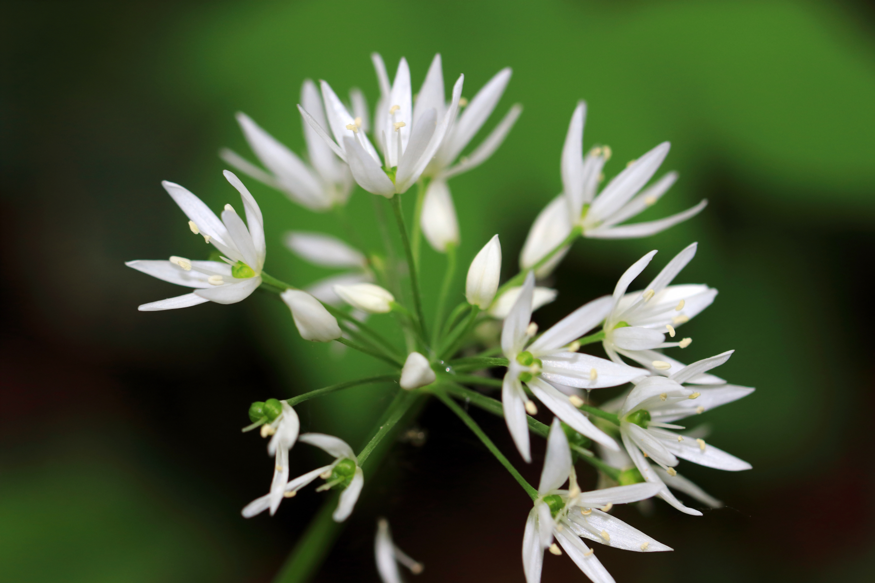 Ramsløk har stjerneformede, hvite blomster i en flat eller halvkuleformet skjerm.