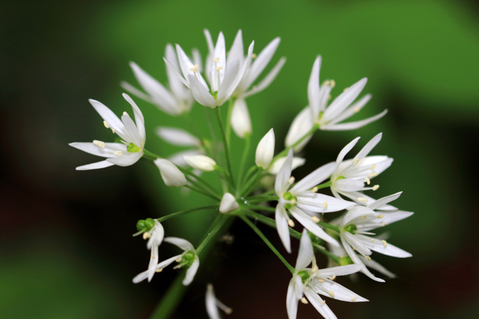 Ramsløk har stjerneformede, hvite blomster i en flat eller halvkuleformet skjerm.