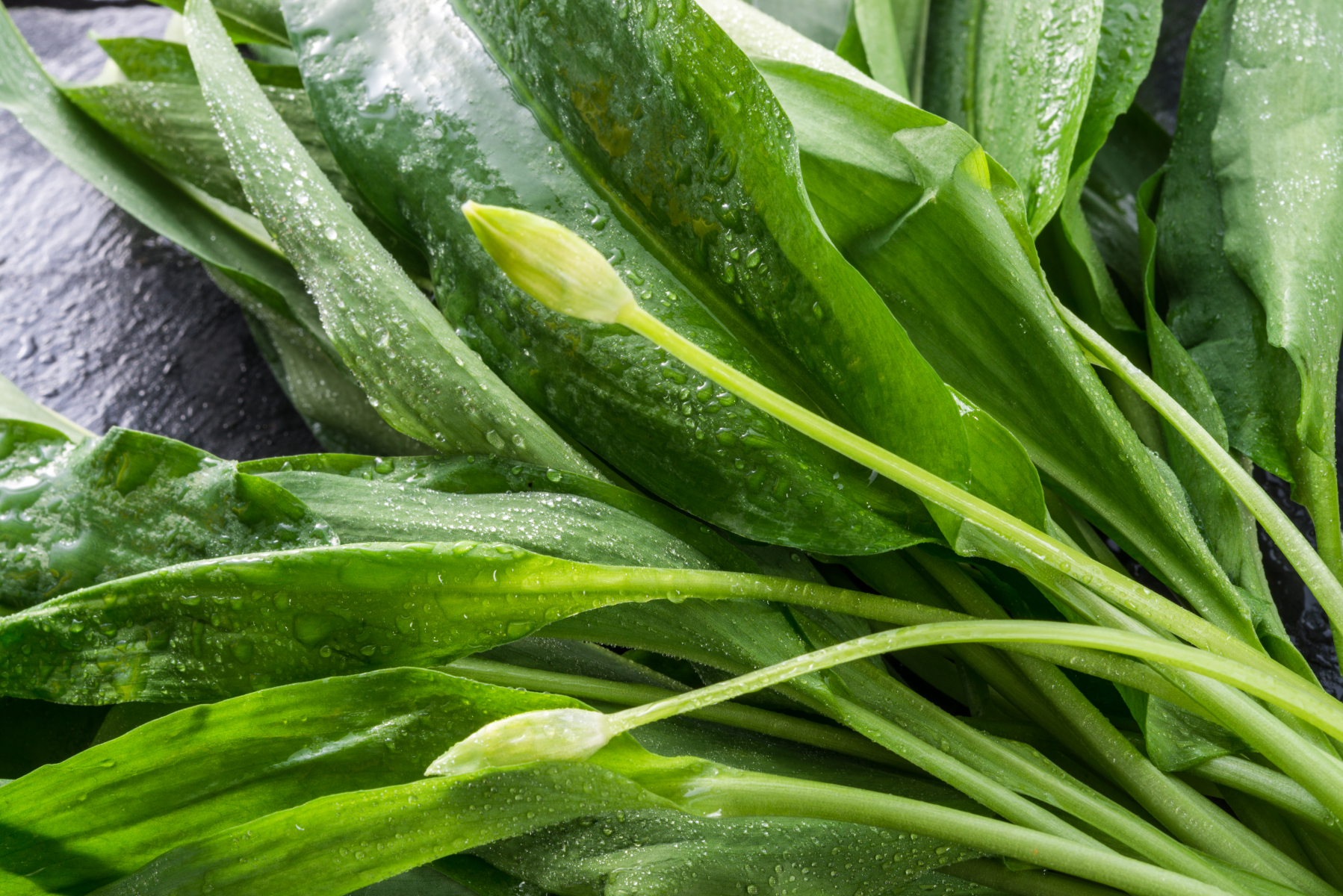 Large, green oval leaves.