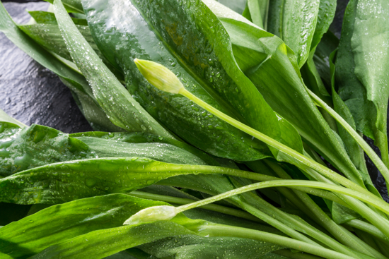 Large, green oval leaves.