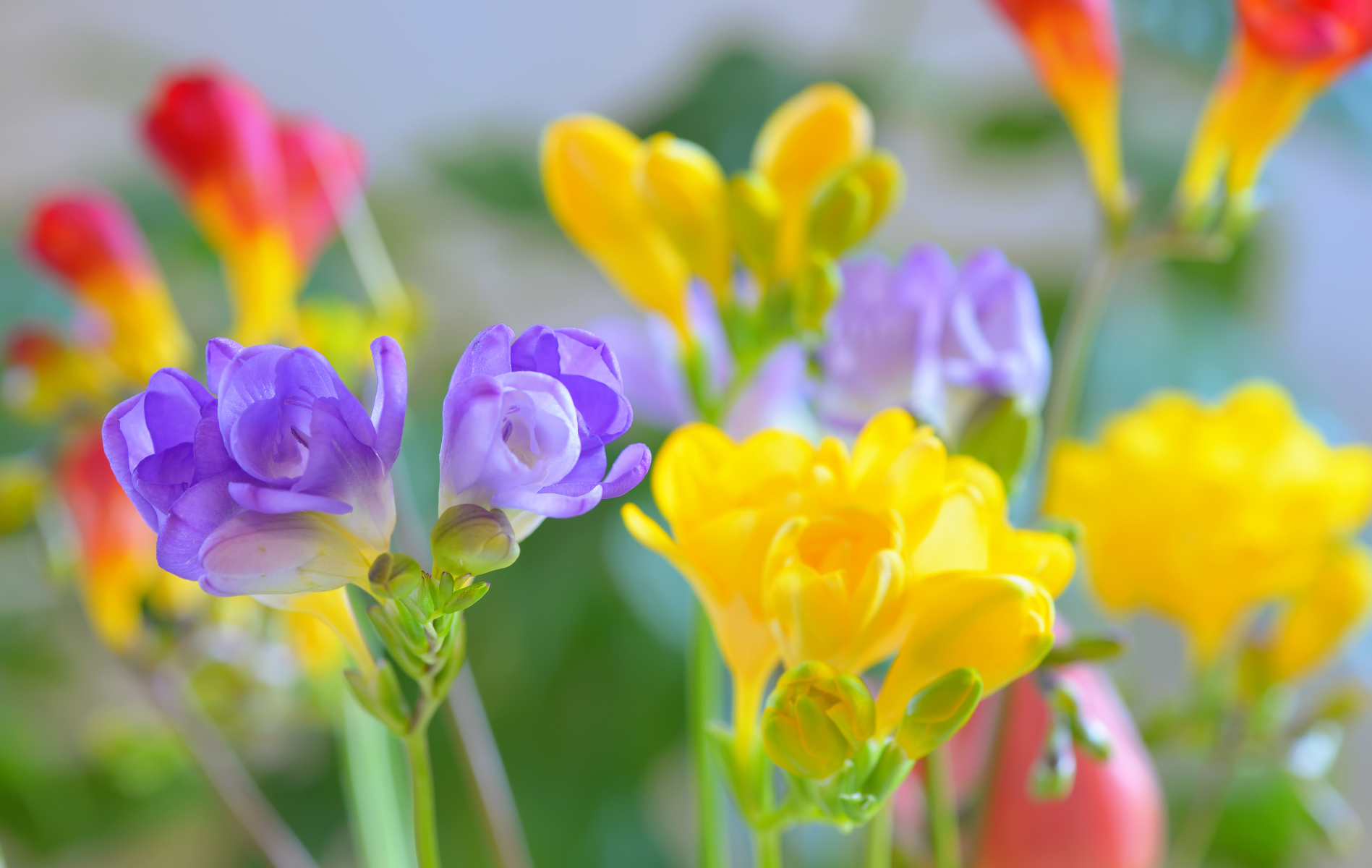 Blomster med lange, smale blader i diverse farger, lilla, gul og rølig