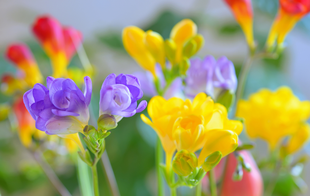 Blomster med lange, smale blader i diverse farger, lilla, gul og rølig