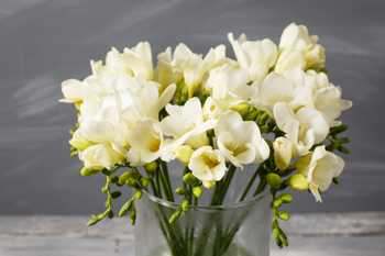 Hvitgule blomster på grønn stilk i vase