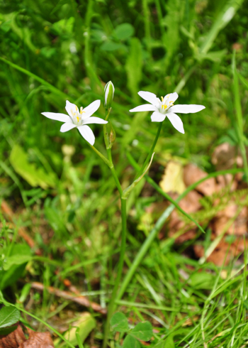 Hvite blomster med kronblad i stjerneform