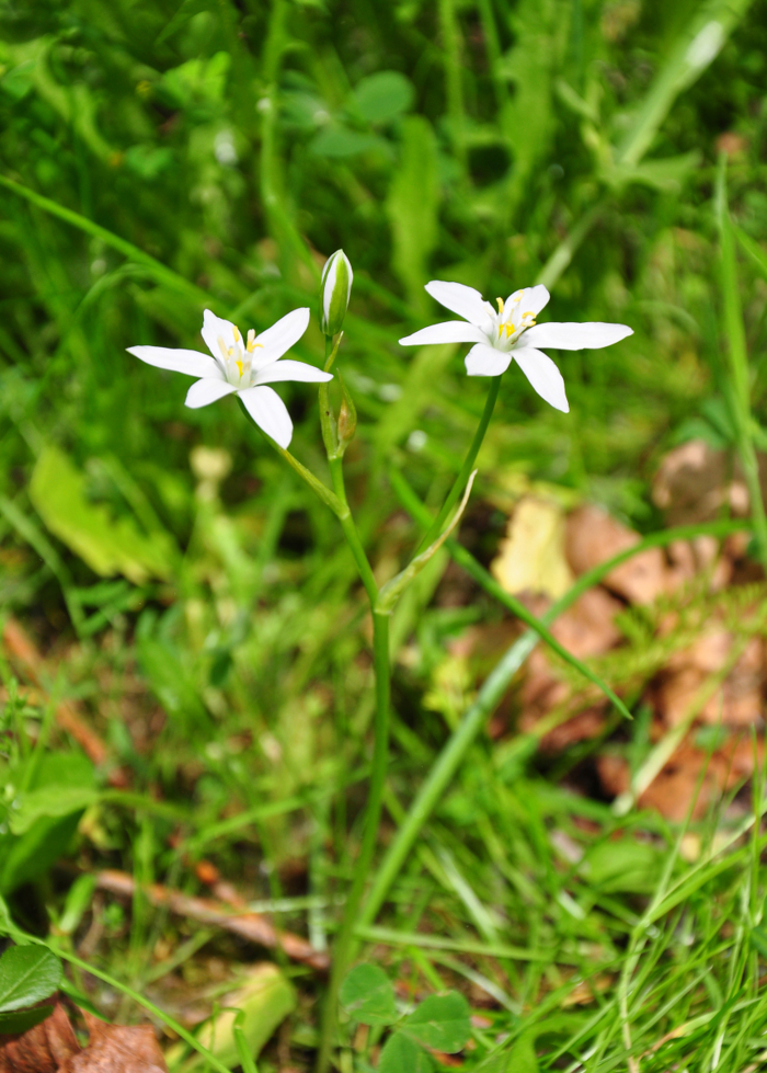 Hvite blomster med kronblad i stjerneform