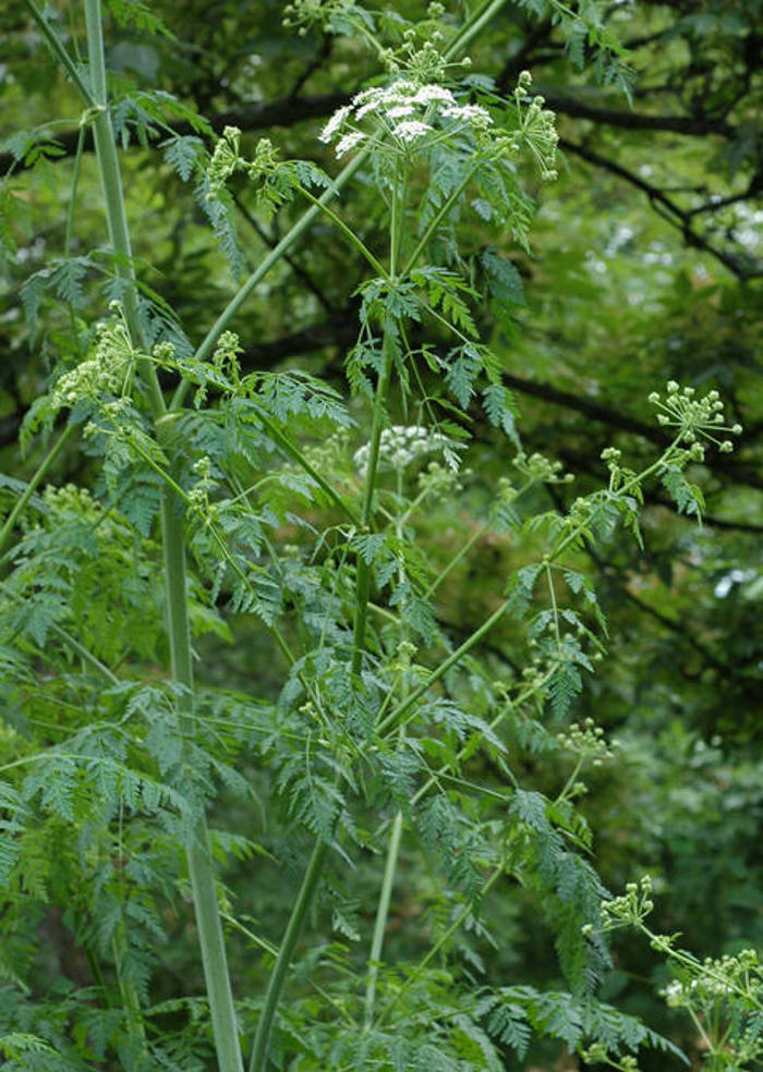 Giftkjeks med små hvite blomster på høy stilk 