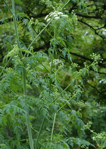Giftkjeks med små hvite blomster på høy stilk 