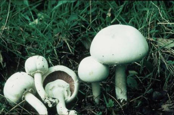 Giftsjampinjong (Agaricus xanhtoderma) er giftig