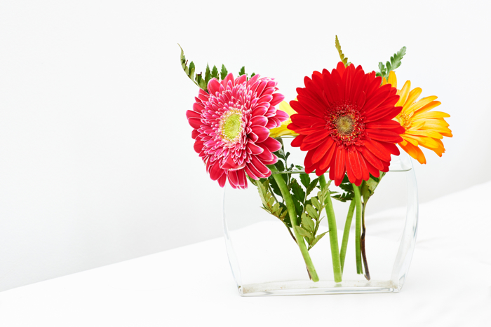 Blomster i stor prestekrage, i forskjellige farger; en rød, en oransje, en gul og en dyp rosa med hvite kanter. 