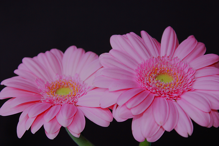 Blomster formet som en stor prestekrage i lys rosa farge