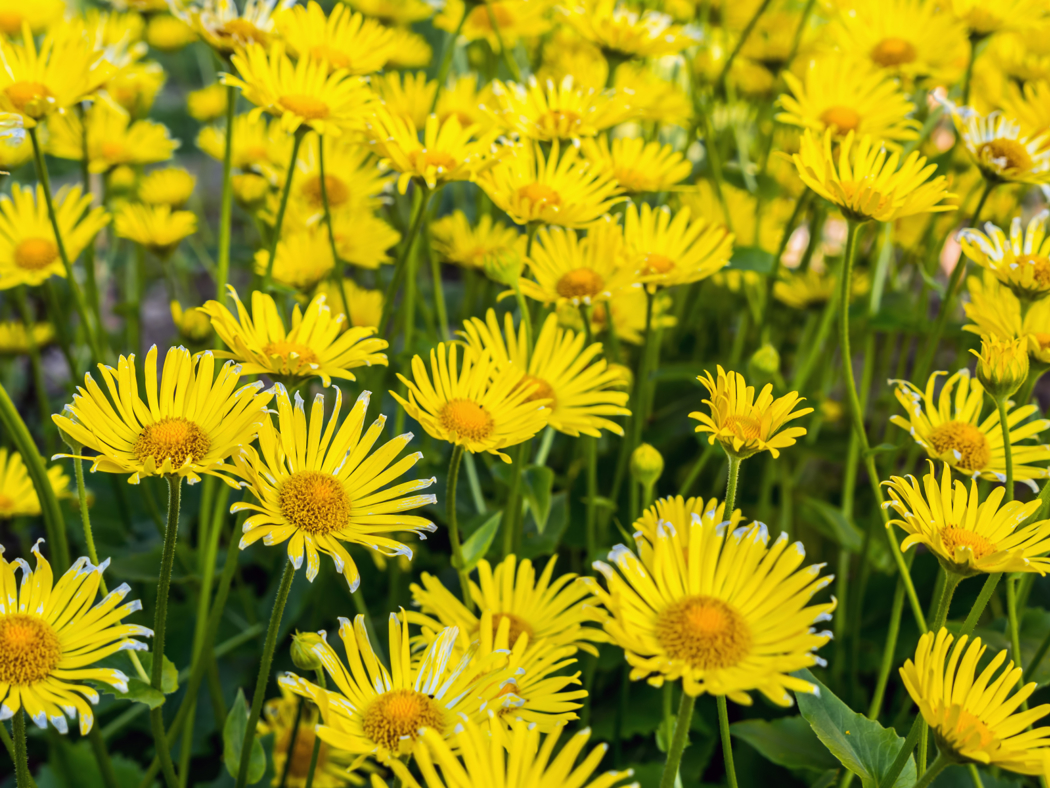 Gule blomster med tynne kronblader 