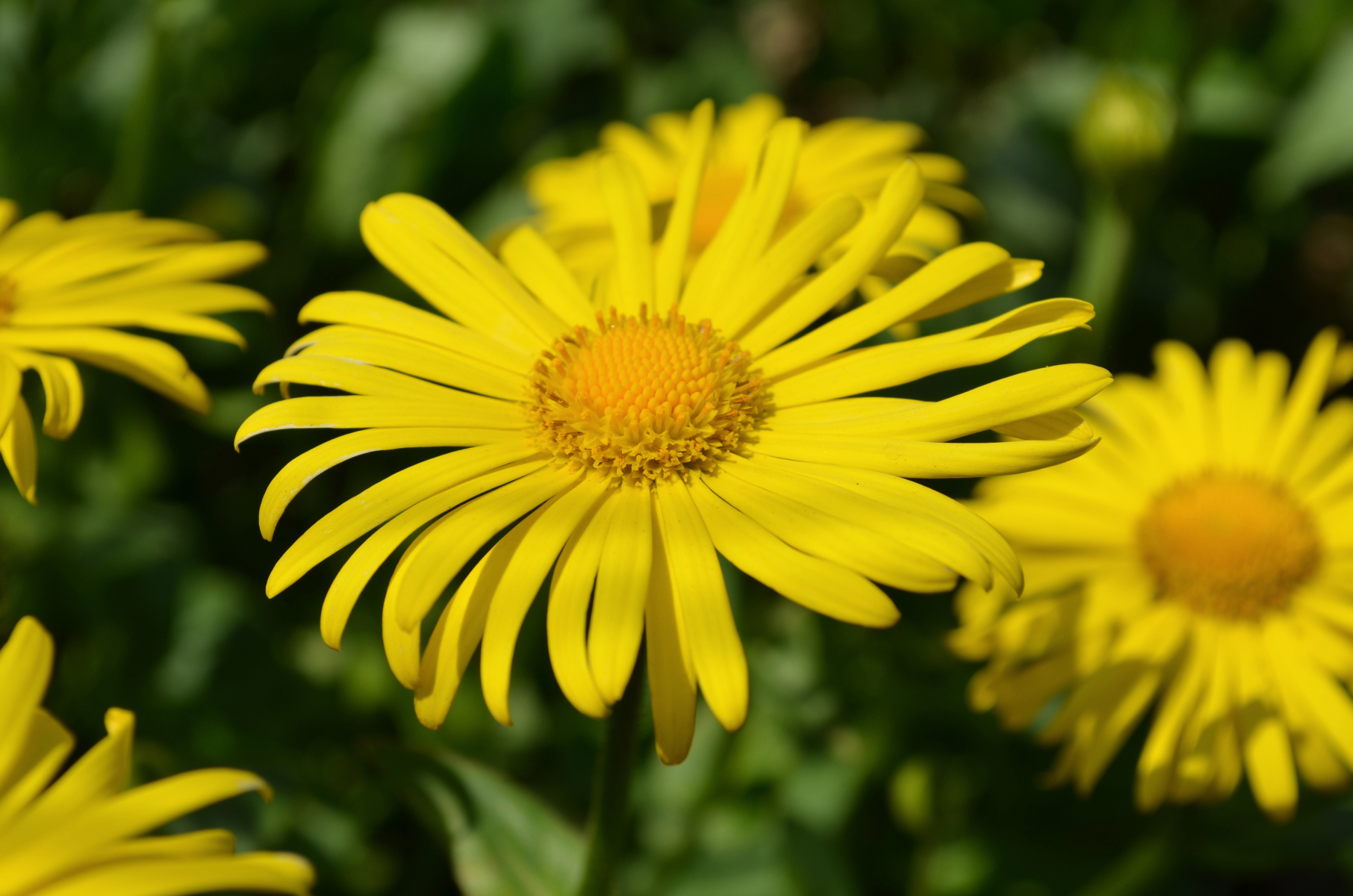 Blomst med gule, tynne kronblad, ligner på prestekrage 