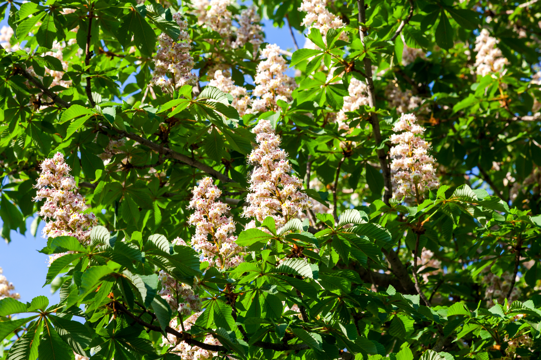 Blomstertopper i en hvitrosa farge
