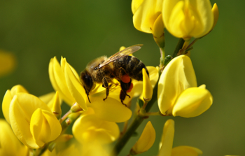 Gyvel-art med gule blomster og en bie i midten
