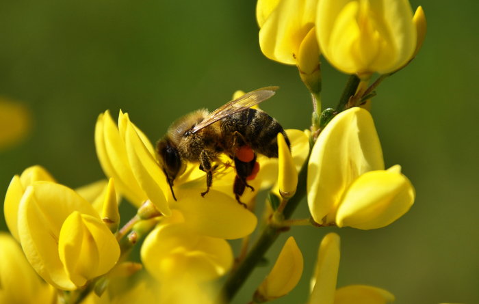 Gyvel-art med gule blomster og en bie i midten
