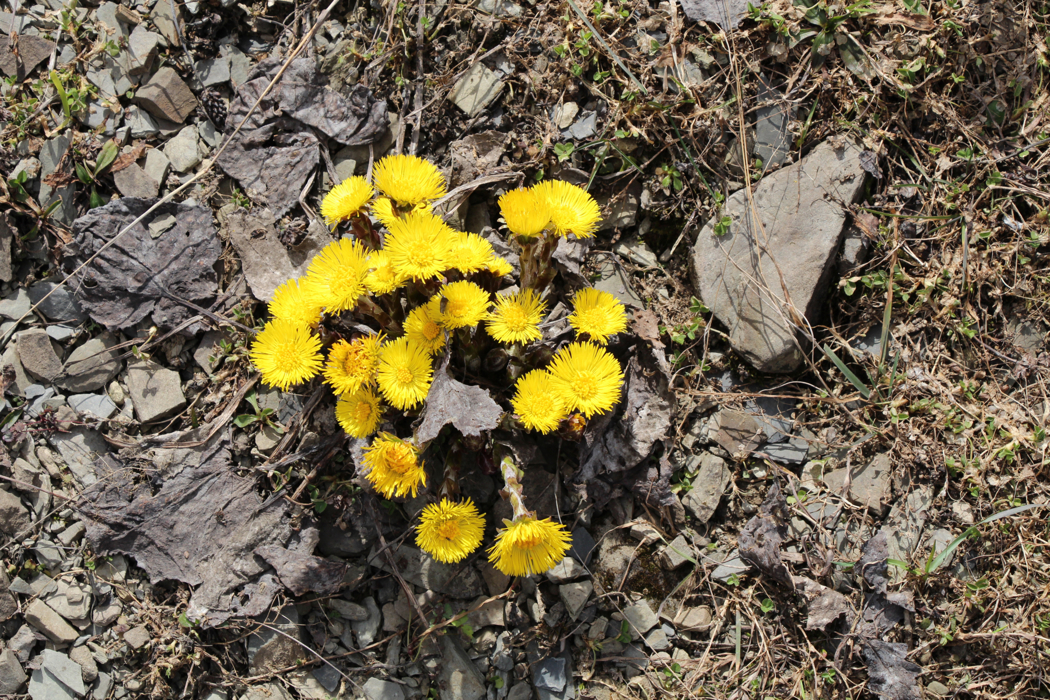 Gule blomster med hårete kronblad og gullgul krone