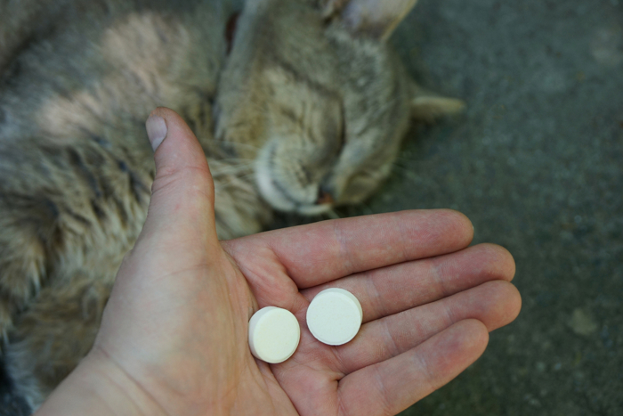 Katt og hånd med tabletter 