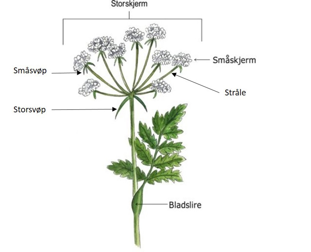 Illustrasjon av en skjermplante med storskjerm, småskjerm, småsvøp, storsvøå, stråle og bladslire