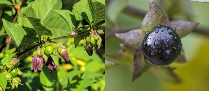 Til venstre: grønne stjerneformede fester med grønne bær. Brunlilla klokkerblomster rundt. Til Høyre: brunlilla stjerneformet feste med sort bær.