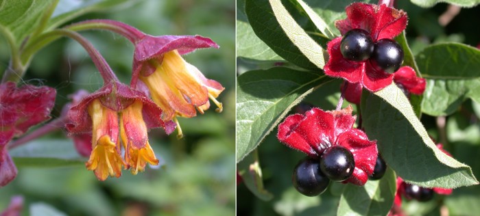 Til venstre: gule blomster med rødlilla dekkblad rett under blomsten. Til høyre: sorte bær i par med rødlilla dekkblad.
