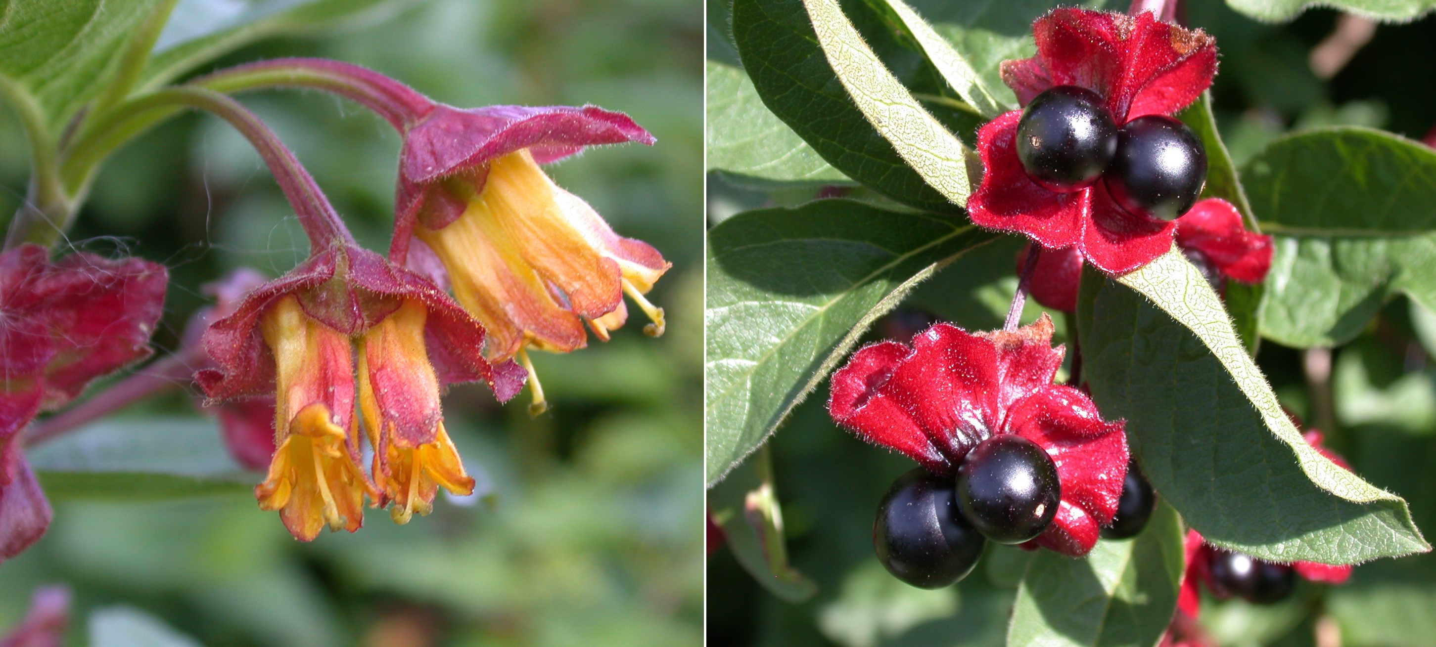 Til venstre: gule blomster med rødlilla dekkblad rett under blomsten. Til høyre: sorte bær i par med rødlilla dekkblad.