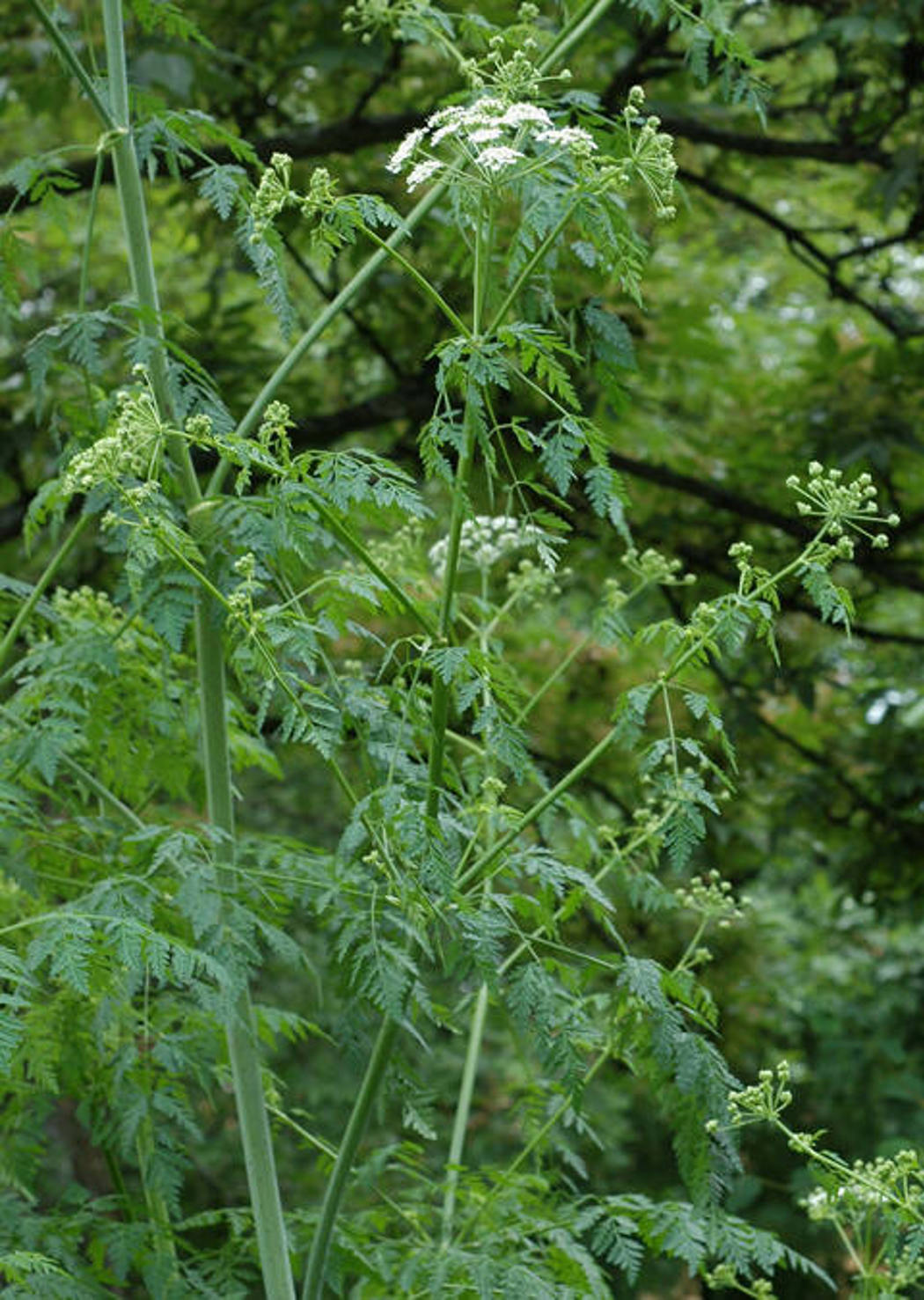 Giftkjeks har små hvite blomster på grønn stengel