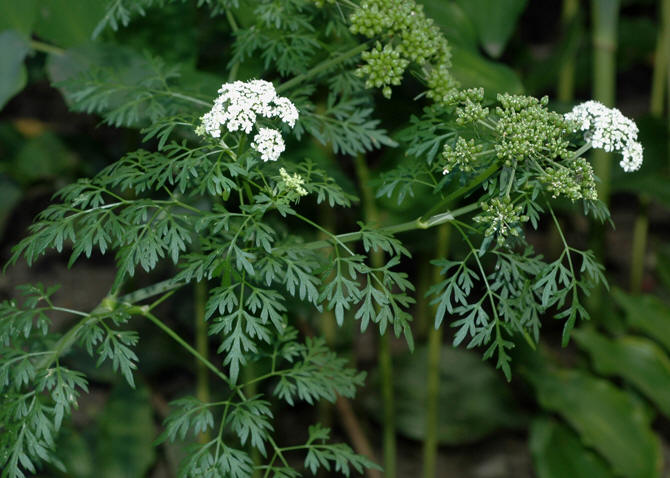 Hundepersille har små hvite blomster og grønne blader