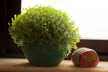 Liten teppedannende plante med ovale, grønne blad