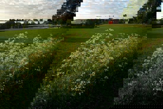 Umbellifers with white small flowers at sunset.