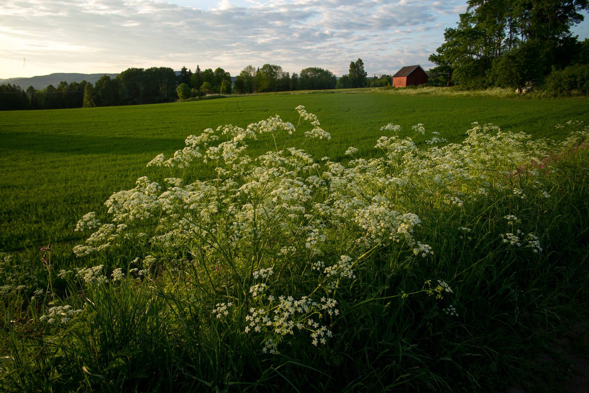Umbellifers with white small flowers at sunset.