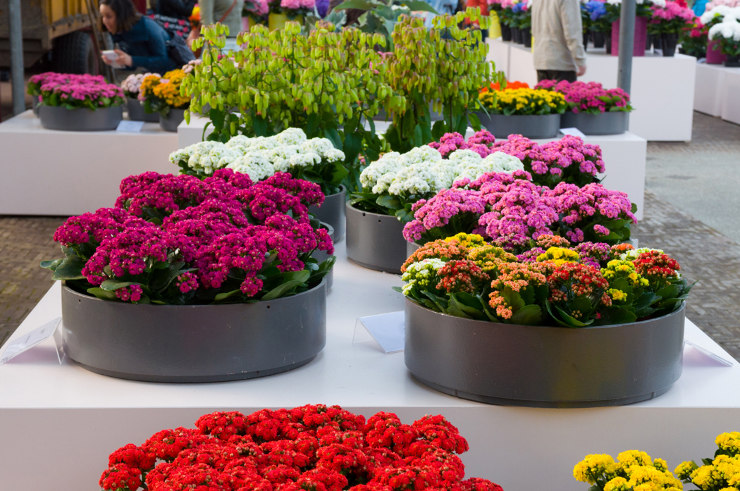Flere individuelle planter i forskjellige farger, rød, mørk rosa, lys rosa, hvitt og oransje 