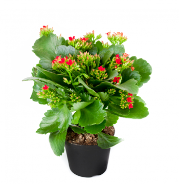 Plante med tykke, brede blader og små røde blomster