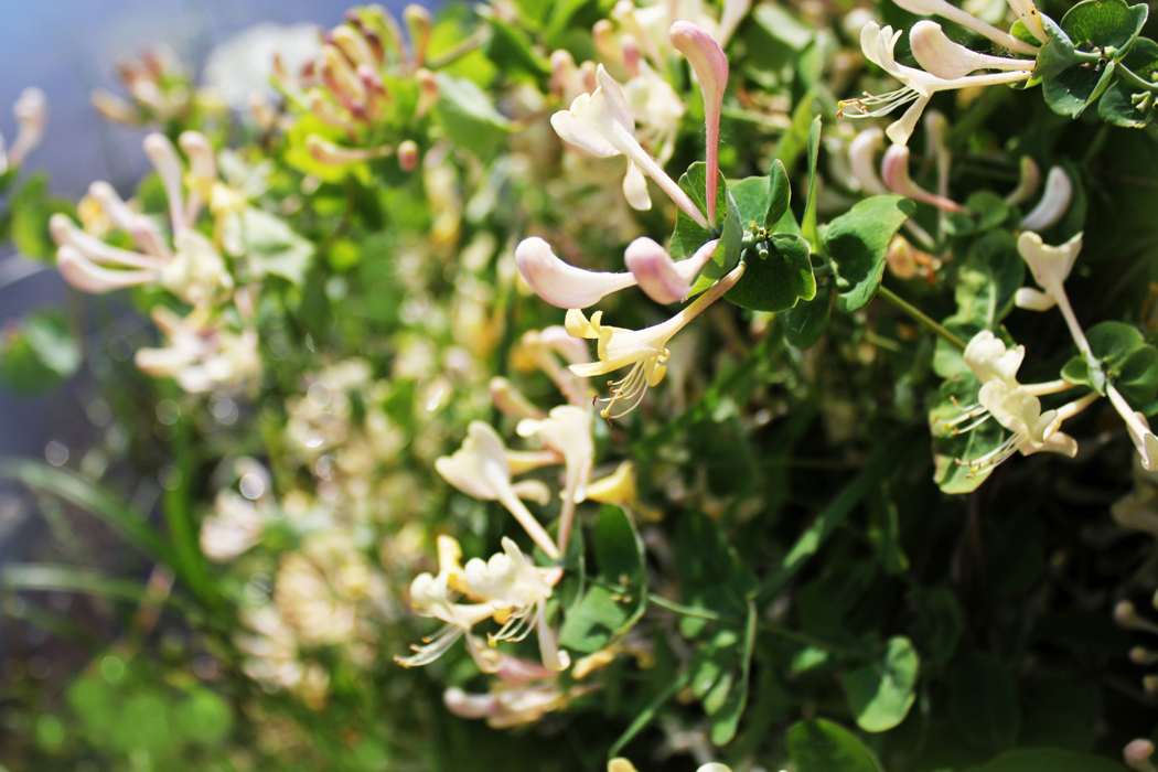 Hvitgule og hvitrosa blomster med lange kronblader