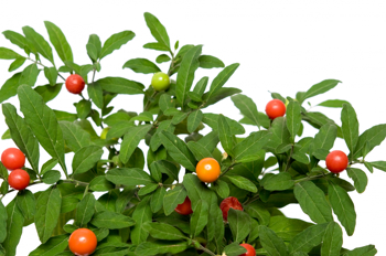 Lansettformede (ovale) blader med blanke bær i diverse farger, grønne, oransje og røde