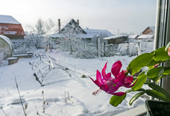 Julekaktus med sjokkrosa blomst.