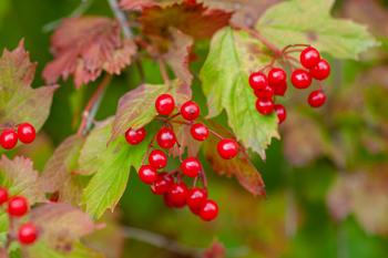 Små røde bær som henger i klase, bladene ligner på lønneblad 
